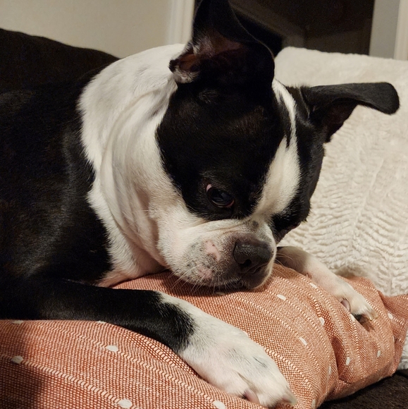 Meet your Posher, Lisa and Buddy - Picture 1 of 13